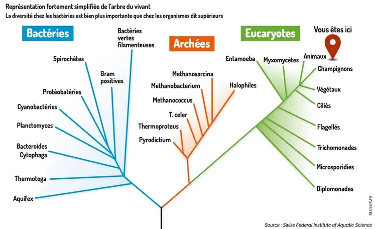 <em class="placeholder">Graphique - Représentation fortement simplifiée de l'arbre du vivantLa diversité chez les bactéries est bien plus importante que chez les organismes dit supérieurs</em>