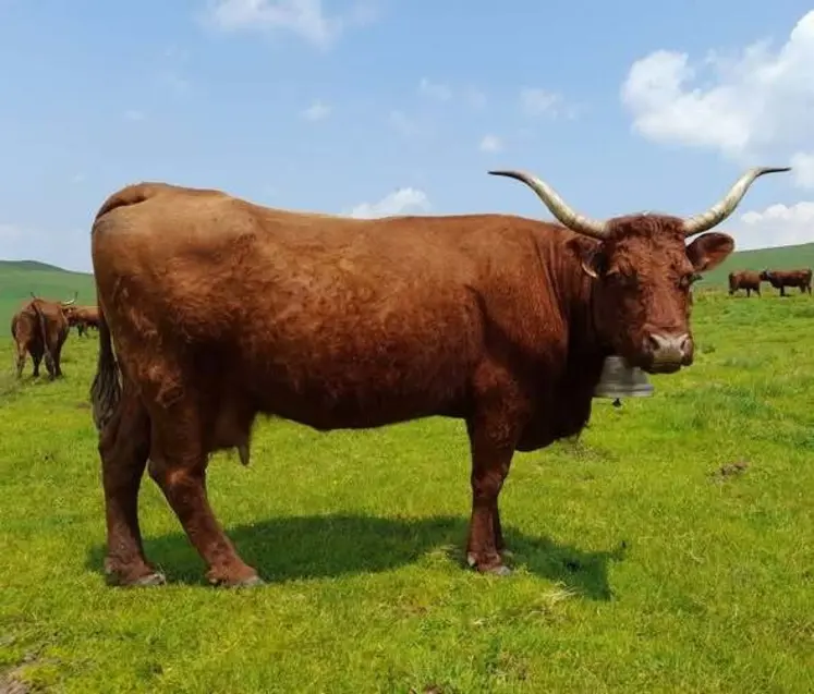 <em class="placeholder">vache salers rameau laitier au pâturage Facebook Pour la défense de la salers traite</em>