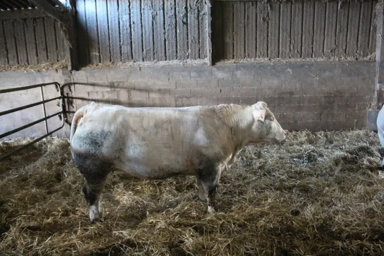 <em class="placeholder">vaches charolaises à l'engraissement</em>