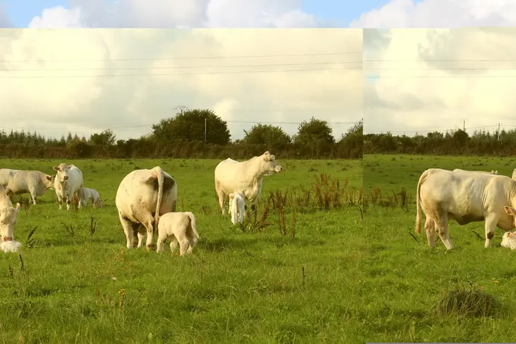 <em class="placeholder">génisses charolaises avec leur veau pâturage</em>