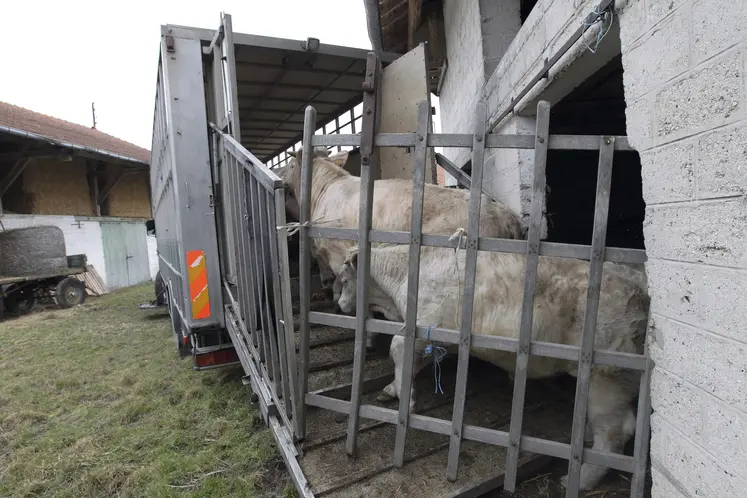 chargement camion élevage charolais