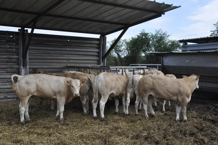 broutards blonde d'Aquitaine engraissement