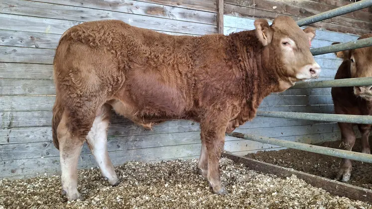 taureau limousin vente aux enchères Lanaud