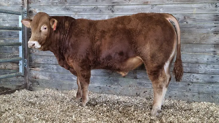 taureau limousin ventes aux enchères Lanaud