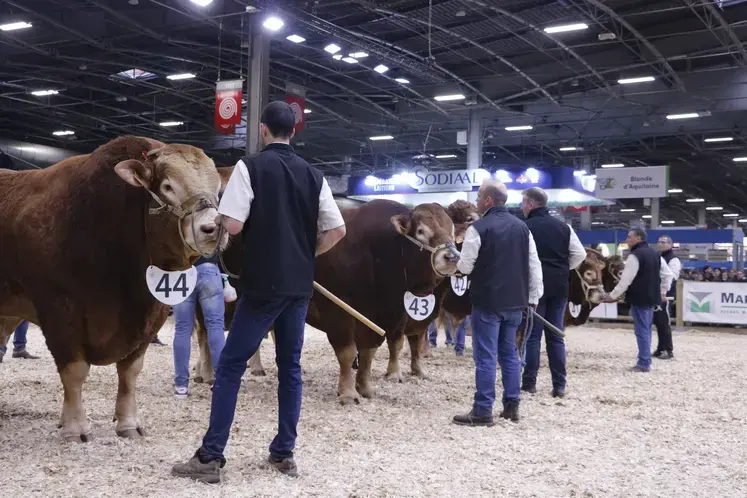 salon de l'agriculture concours général agricole limousine