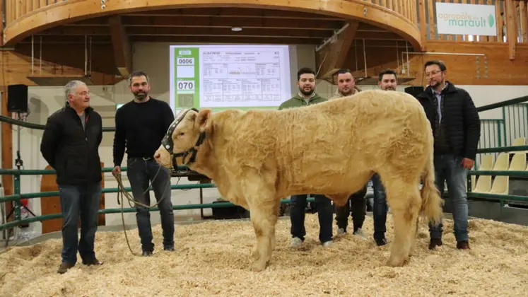 vente aux enchères taureau charolais