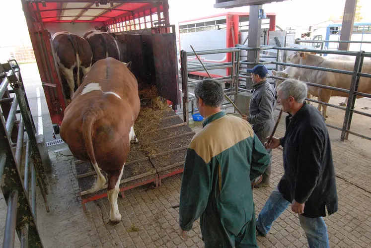 <em class="placeholder">Chargement de bovins destinés à  l'abattoir. </em>