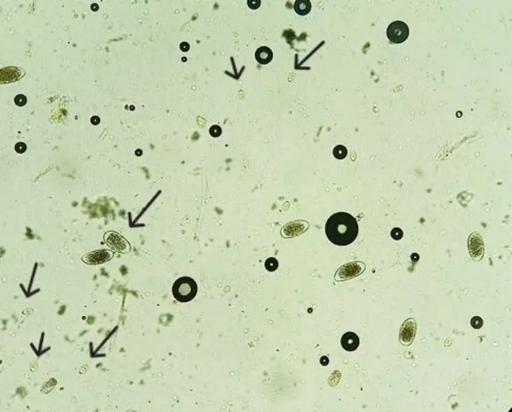 <em class="placeholder">coproscopie comptage d'oeufs de Eimeria bovis coccidiose pathogène</em>