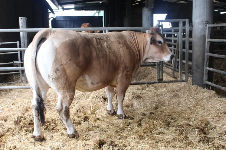 <em class="placeholder">vache parthenaise en finition stabulation</em>