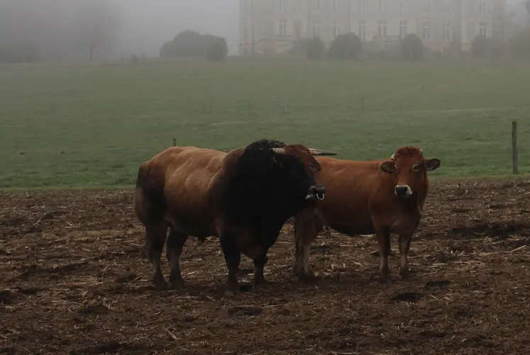 <em class="placeholder">taureau parthenais vache Parthenaise pâturage</em>