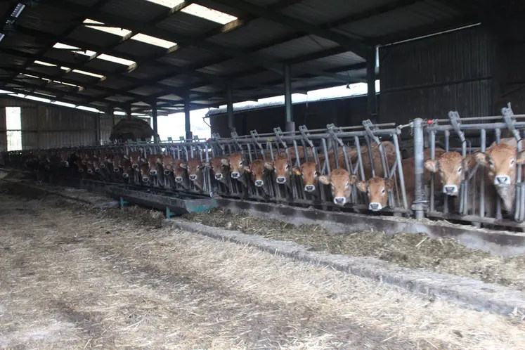 <em class="placeholder">troupeau parthenaise cornadis stabulation</em>