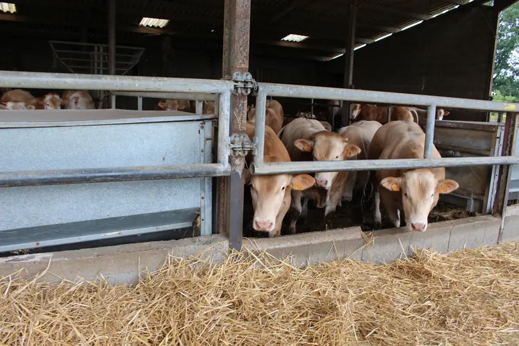 jeunes bovins blonde d'Aquitaine engraissement