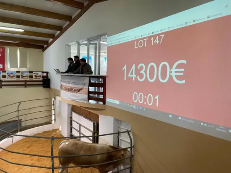 vente aux enchères Blonde Génétique taureau