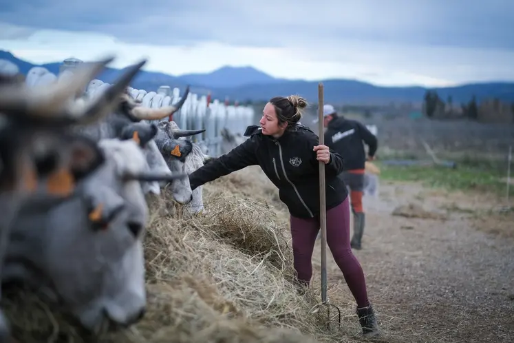 jeunes éleveurs vaches gasconnes des Pyrénées 
