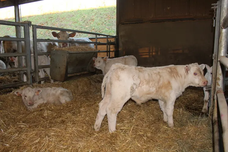 <em class="placeholder">veau charolais parc à veaux stabulation</em>