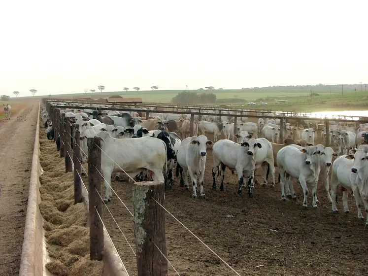 atelier d'engraissement de zébus au Brésil