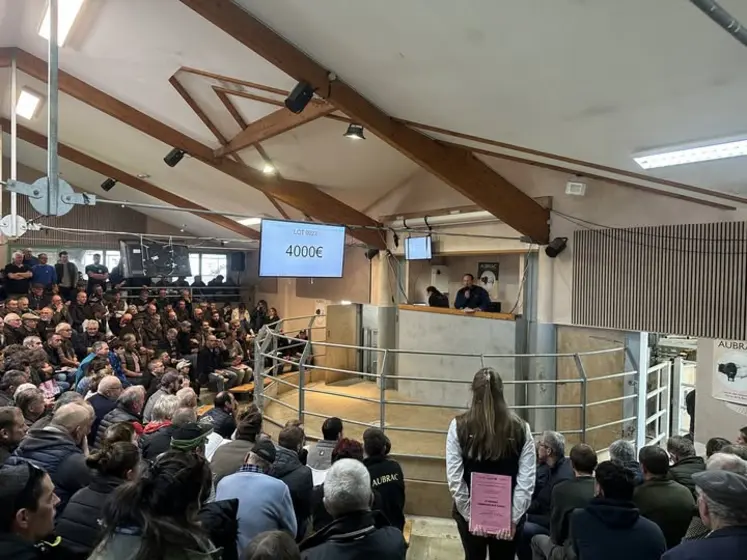 vente aux enchères taureaux aubrac station d'évaluation raciale Aveyron