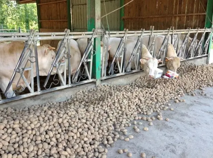 <em class="placeholder">charolais pommes de terre</em>