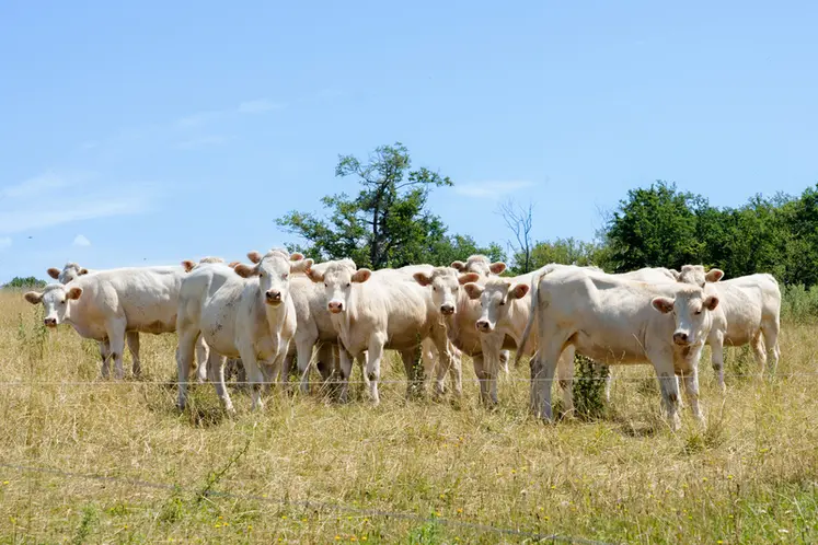 <em class="placeholder">génisses charolaises dans une prairie en été</em>