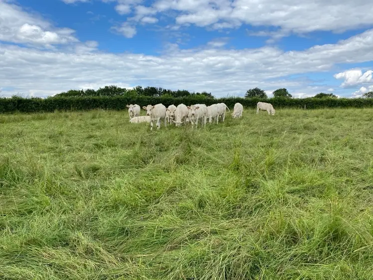 <em class="placeholder">génisses charolaises dans une prairie  avec de l'herbe haute, pâturage AMP</em>