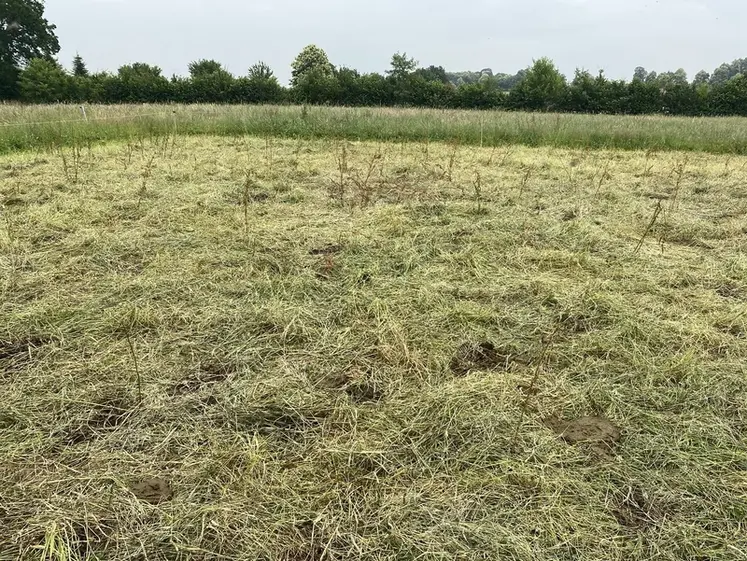 <em class="placeholder">parcelle qui a été pâturée en pâturage AMP. </em>