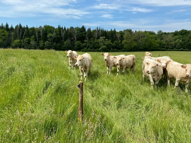 <em class="placeholder">génisses charolaises dans une prairie</em>
