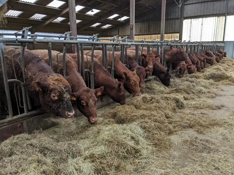 <em class="placeholder">Vaches et taureau Angus rouges à l'auge. </em>