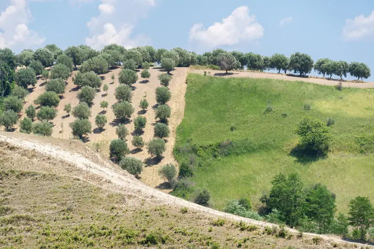 <em class="placeholder">Green olive trees farmland, agricultural landscape with olives plant among hills, olive grove garden, large agricultural areas of olive trees</em>