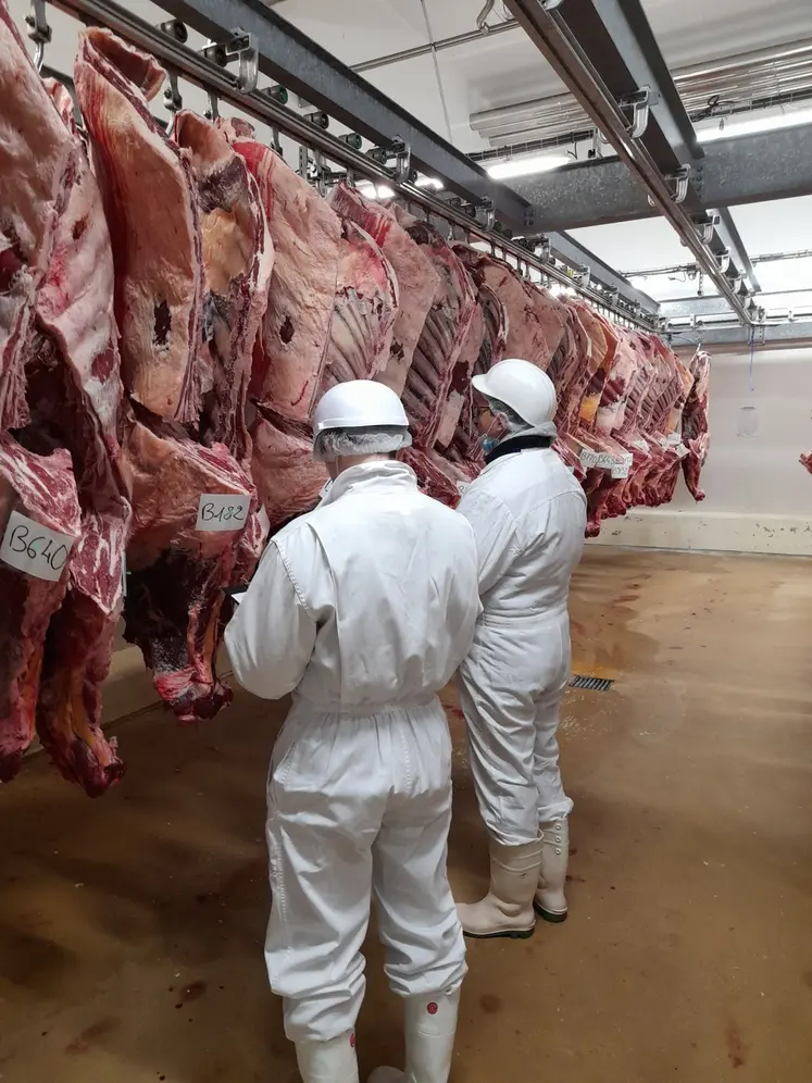 abattoir carcasses vaches charolaises