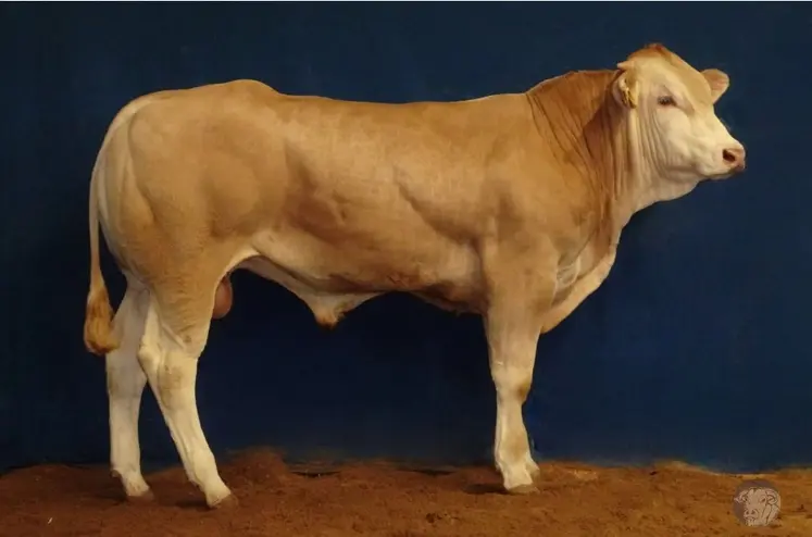 top price taureau blonde d'Aquitaine Adam