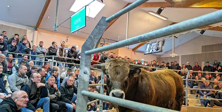 vente aux enchères taureaux aubrac