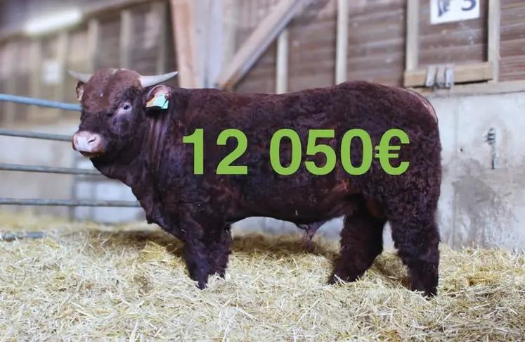 vente aux enchères taureaux Salers