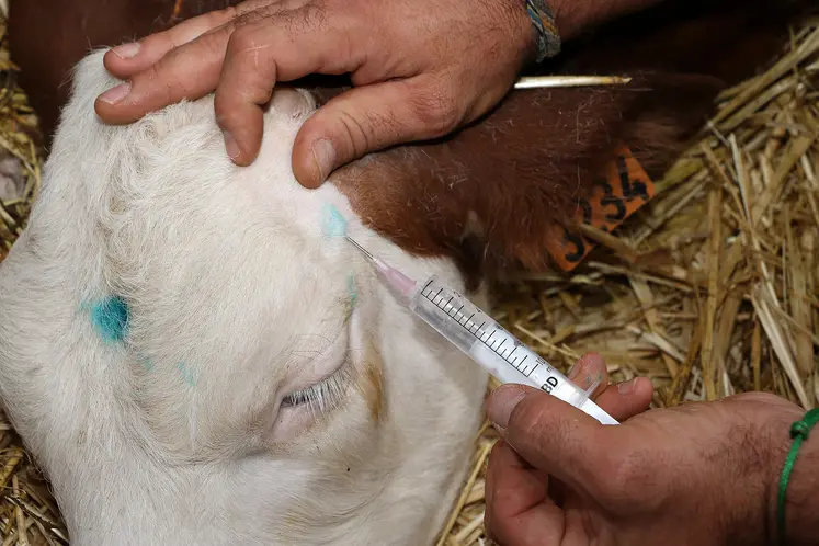 anesthésie locale sur un veau 