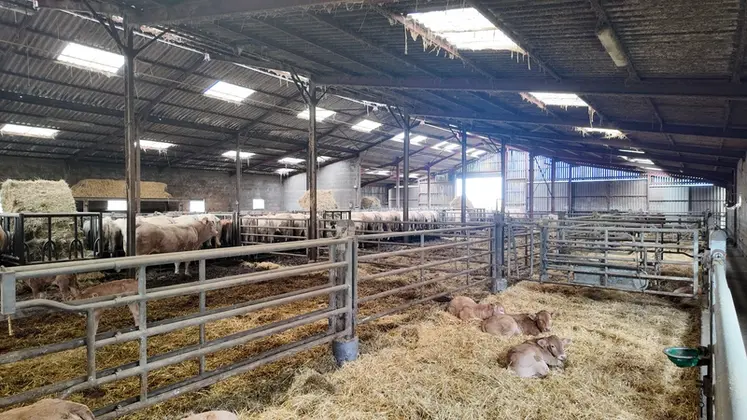 <em class="placeholder">Troupeau de blondes d'Aquitaine en bâtiment avec les veaux</em>