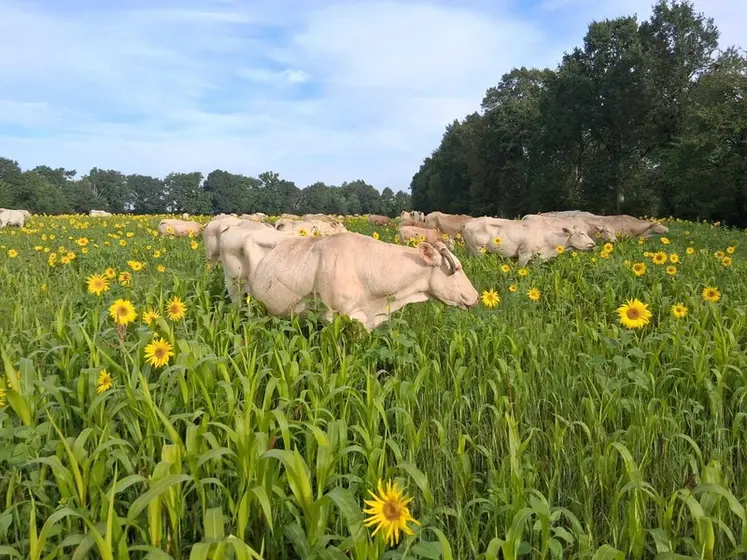 <em class="placeholder">Blondes d'Aquitaine pâturants dans des couverts avec du tournesol et sorgho apparents</em>