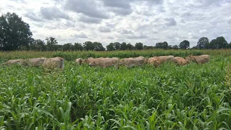 <em class="placeholder">Génisses qui pâturent des couverts, on voit la différence de taille entre les paddocks</em>