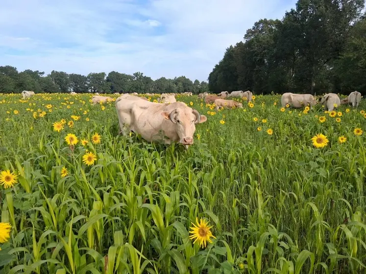 <em class="placeholder">Vaches pâturant des couverts à dominante de sorgho et un peu de tournesol en fleur dans un champ avec haies bocagères  </em>