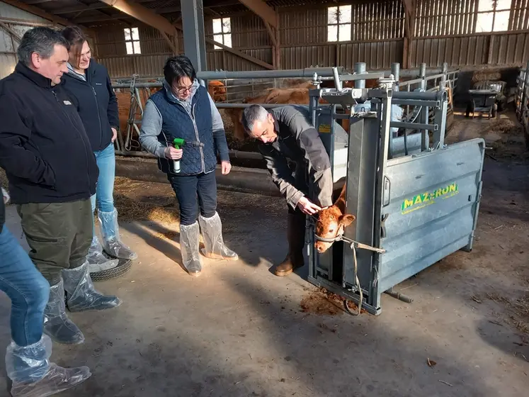 <em class="placeholder">formation ébourgeonnage veaux. Un veaux dans une cage de contention, et plusieurs personnes. </em>