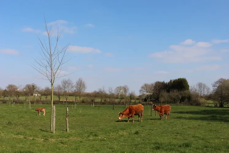 <em class="placeholder">agroforesterie intraparcellaire prairie élevage bovin viande</em>