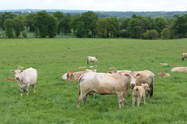 <em class="placeholder">vaches blondes d'Aquitaine au pré</em>