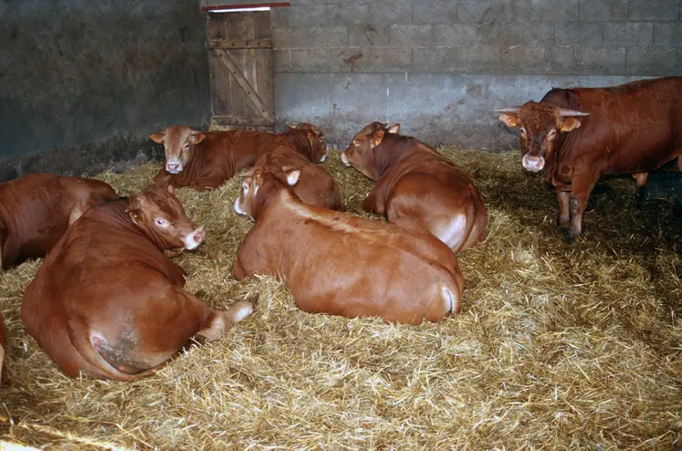 engraissement de jeunes bovins Limousine