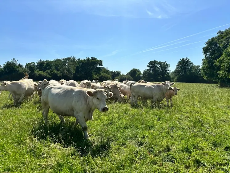 <em class="placeholder">Prairie pâturée avec un lot de charolaises avec leurs veaux.</em>