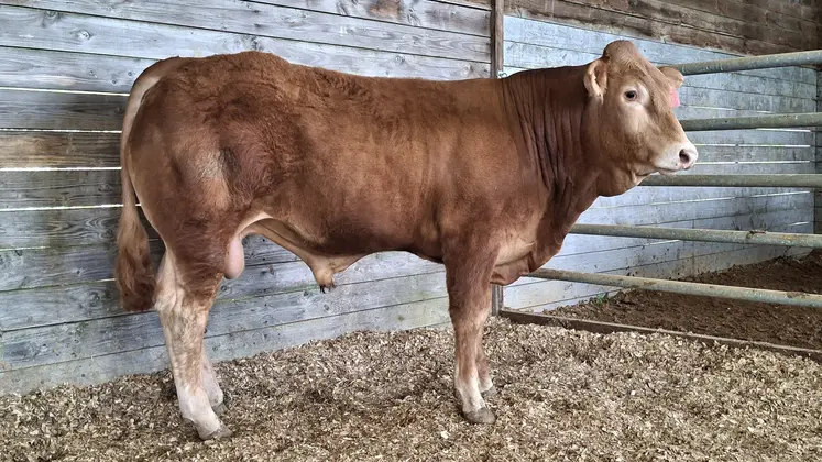 vente aux enchères taureau Limousin station de Lanaud