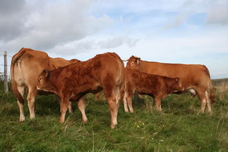 vaches et broutards de race Limousine au pré