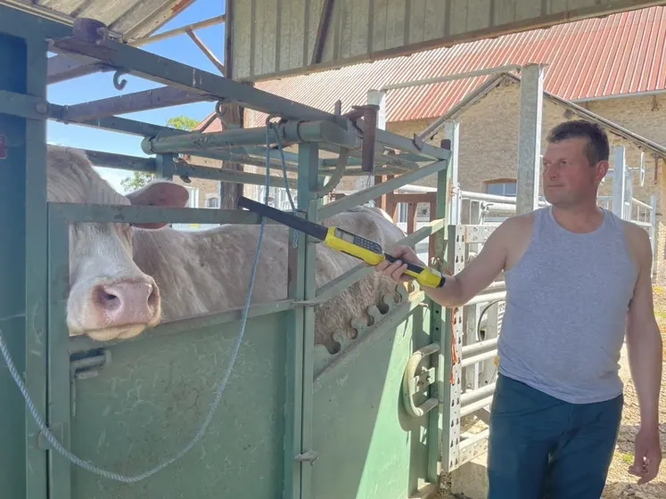 <em class="placeholder">éleveur lecture de boucle d'identification électronique sur une vache charolaise dans une cage de contention en Côte d'Or</em>
