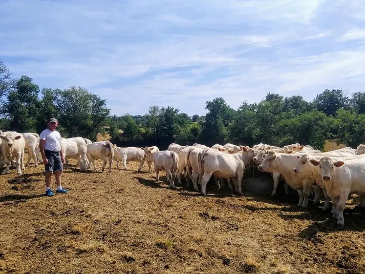 sécheresse Allier charolaises éleveur