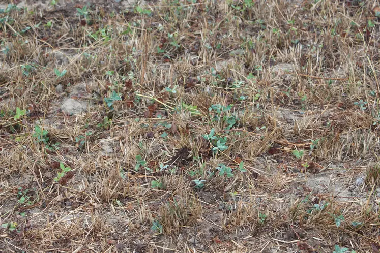 sécheresse prairie temporaire Manche retour de la pluie août 2026