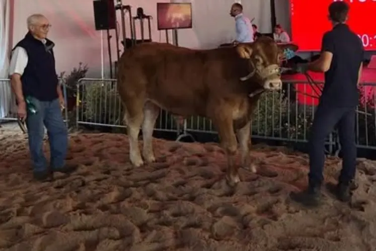 Atome taureau limousin vente aux enchères