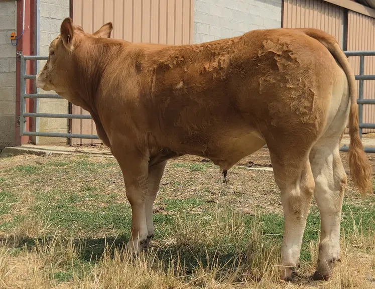 Atome taureau limousin prix record à la vente KBS Genetic à Brive le 22 août 2026