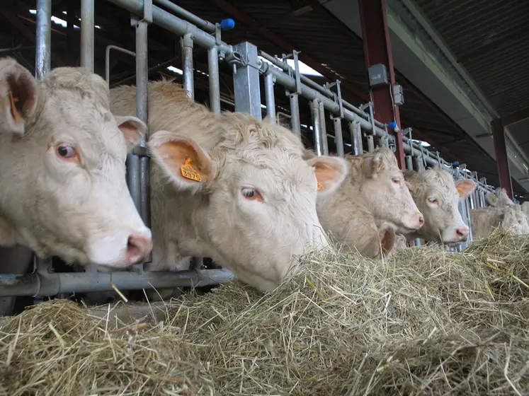 <em class="placeholder">Elevage charolais. alimentation. bovins viande. bovin allaitant. vaches au cornadis. fourrage. foin. bÃ¢timent. stabulation. distribution.</em>